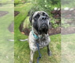 Small #2 Mastiff