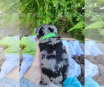 Small Photo #11 Schnauzer (Miniature) Puppy For Sale in BRUNDIDGE, AL, USA