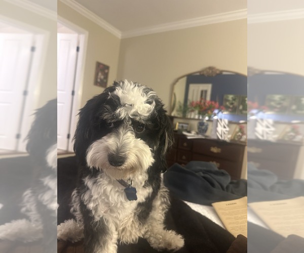 Medium Photo #1 Double Doodle Puppy For Sale in SAN JOSE, CA, USA