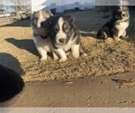 Small Photo #15 Australian Shepherd Puppy For Sale in LUBBOCK, TX, USA