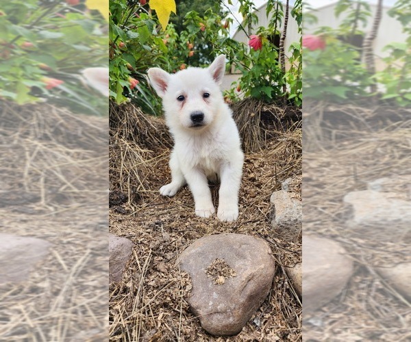 Medium Photo #1 German Shepherd Dog Puppy For Sale in GREENWOOD, WI, USA