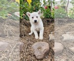 Puppy Ferrah German Shepherd Dog