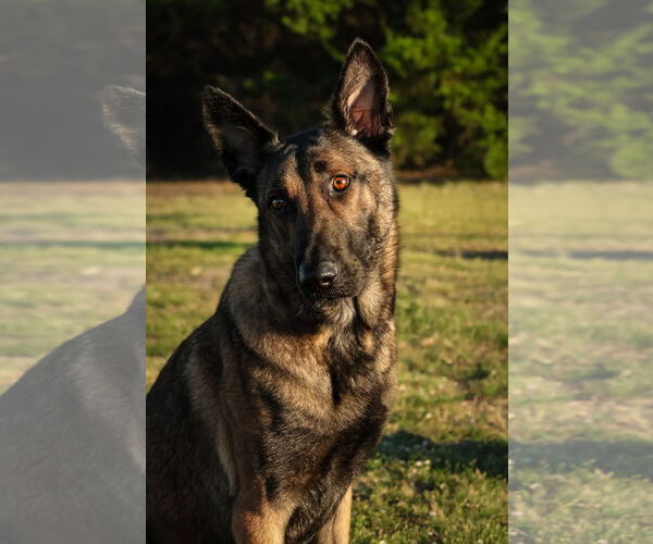 Medium Photo #5 German Shepherd Dog Puppy For Sale in Royse City , TX, USA