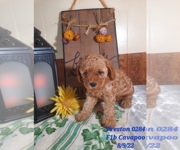 Full screen Photo #2 Cavapoo Puppy For Sale in SHIPSHEWANA, IN, USA