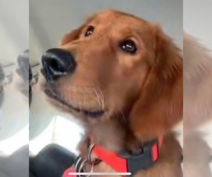 Father of the Golden Retriever puppies born on 04/26/2025