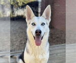 Small #1 Siberian Husky