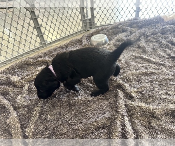 Medium Photo #23 Labradoodle Puppy For Sale in KIRKSVILLE, MO, USA