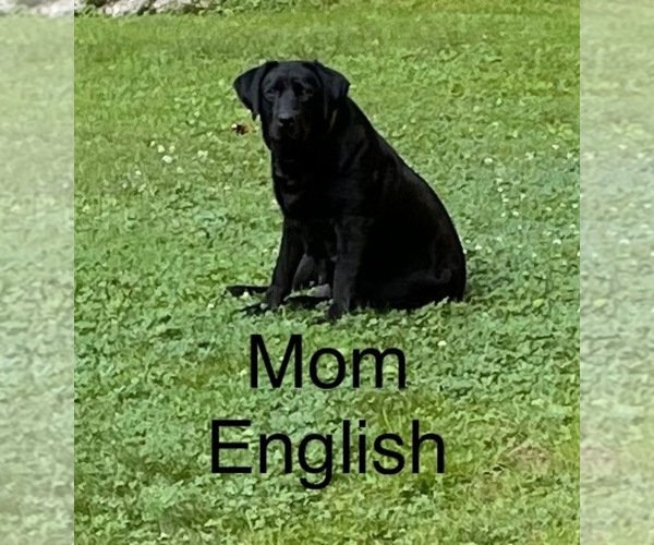 Medium Photo #1 Labrador Retriever Puppy For Sale in INEZ, KY, USA