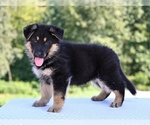 Small #6 German Shepherd Dog