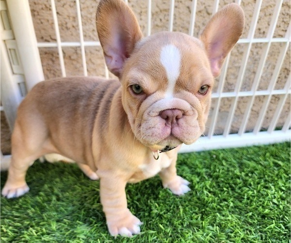 Medium Photo #2 French Bulldog Puppy For Sale in LAS VEGAS, NV, USA