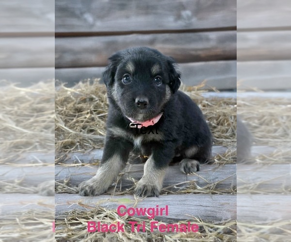 Medium Photo #4 Australian Shepherd Puppy For Sale in WILLIAMS, AZ, USA