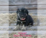 Small #3 Australian Shepherd