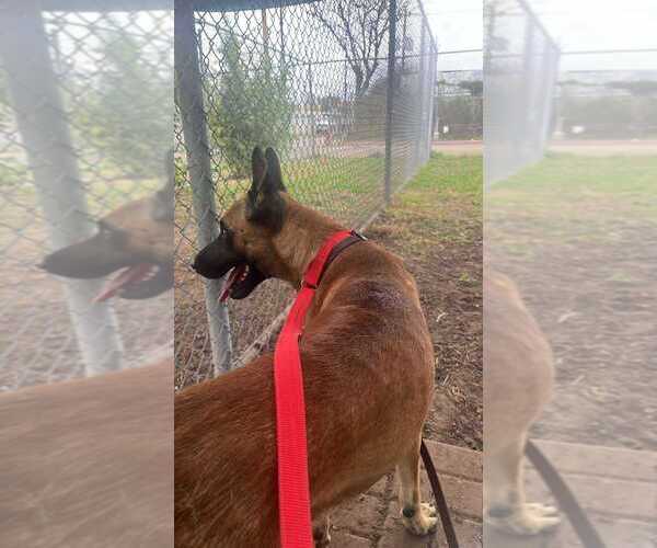 Medium Photo #3 Mutt Puppy For Sale in Imlay City, MI, USA