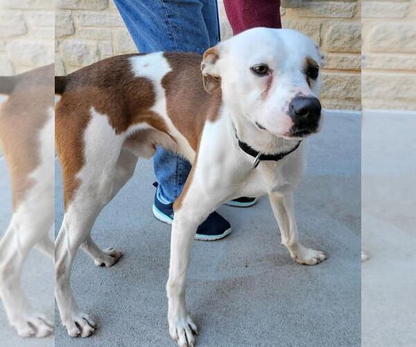 Medium Photo #14 Mutt Puppy For Sale in Atlanta, GA, USA