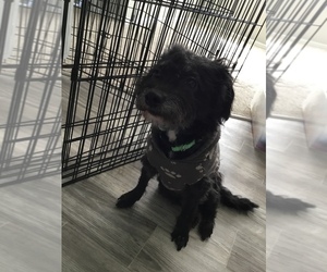 Poodle (Miniature) Puppy for sale in ORLANDO, FL, USA