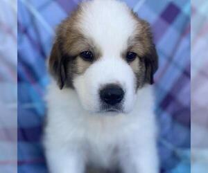 Great Pyrenees-Unknown Mix Dogs for adoption in San Diego, CA, USA