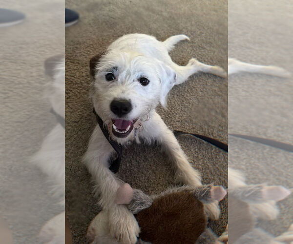 Medium Photo #10 Mutt Puppy For Sale in Springdale, PA, USA