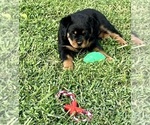Small #4 Rottweiler