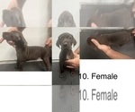 Puppy Puppy 10 German Shorthaired Pointer