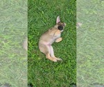 Small Photo #6 German Shepherd Dog Puppy For Sale in HOLLYWOOD, FL, USA