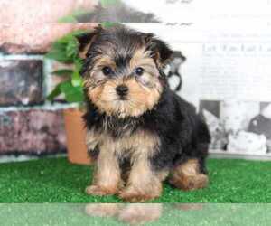 Yorkshire Terrier Puppy for sale in BEL AIR, MD, USA