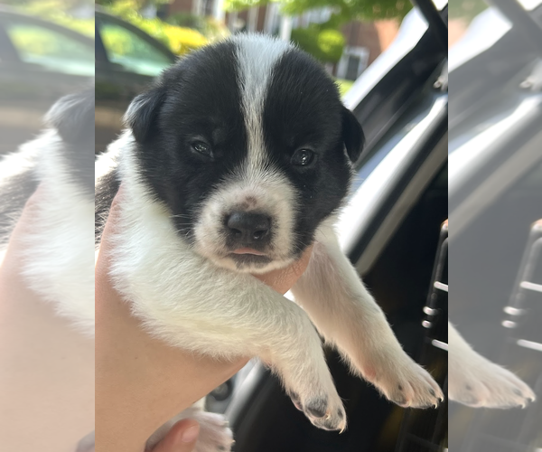 Medium Photo #3 Mutt Puppy For Sale in Rockville, MD, USA