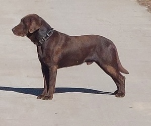 Father of the Labrador Retriever puppies born on 02/28/2026