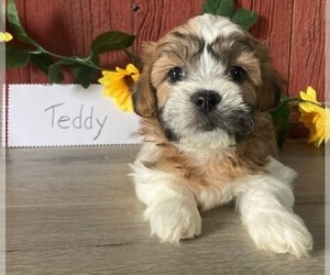 Zuchon Puppy for sale in BONDUEL, WI, USA