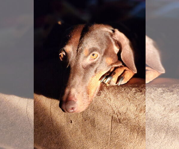 Medium Photo #1 Doberman Pinscher Puppy For Sale in Minneaoplis, MN, USA