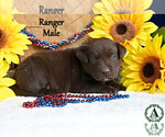 Puppy Ranger Labrador Retriever