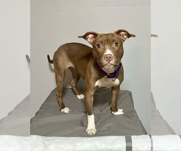 Medium Photo #13 Staffordshire Bull Terrier Puppy For Sale in Brewster, NY, USA