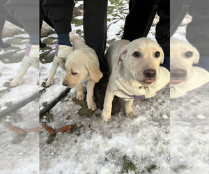 Labrador Retriever Puppy for sale in SPOKANE, WA, USA