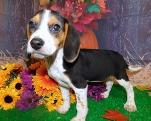 Beagle Puppy for sale in HAMMOND, IN, USA