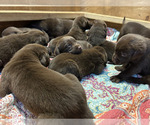 Small Photo #20 Labrador Retriever Puppy For Sale in MARYVILLE, TN, USA