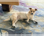 Small #1 Dachsador