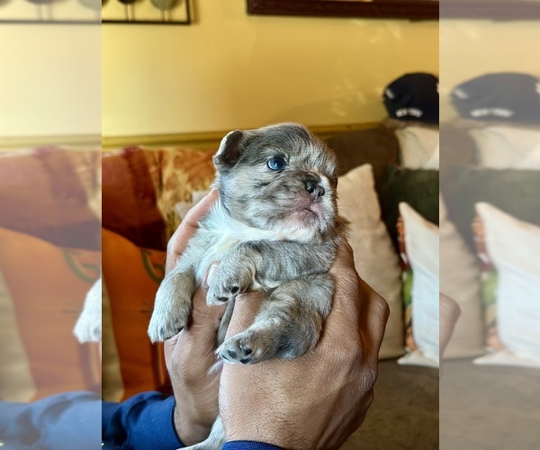 Medium Photo #23 French Bulldog Puppy For Sale in EASTON, PA, USA
