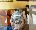 Small #22 French Bulldog