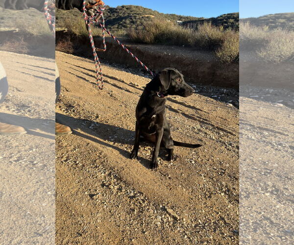 Medium Photo #4 Labrador Retriever-Unknown Mix Puppy For Sale in San Diego, CA, USA
