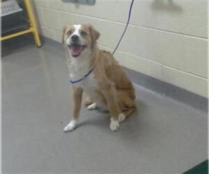 Labrador Retriever-Unknown Mix Dogs for adoption in Denver, CO, USA