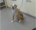 Small Labrador Retriever Mix