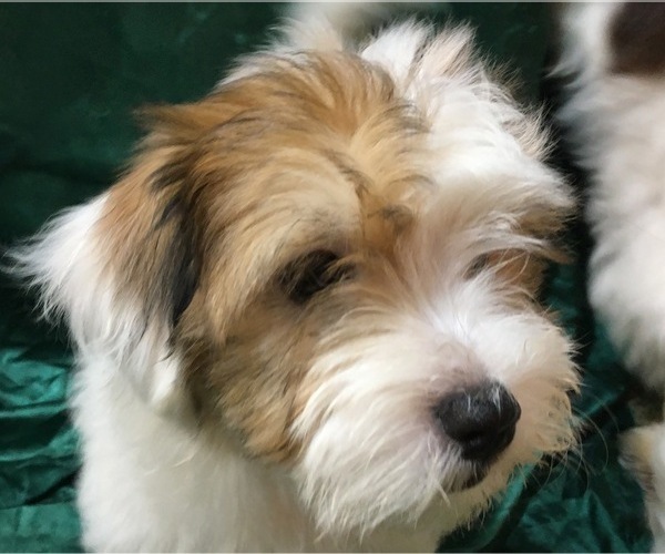 Medium Photo #15 Havanese Puppy For Sale in FENTON, MO, USA