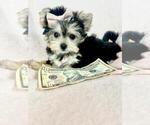 Small Yorkshire Terrier