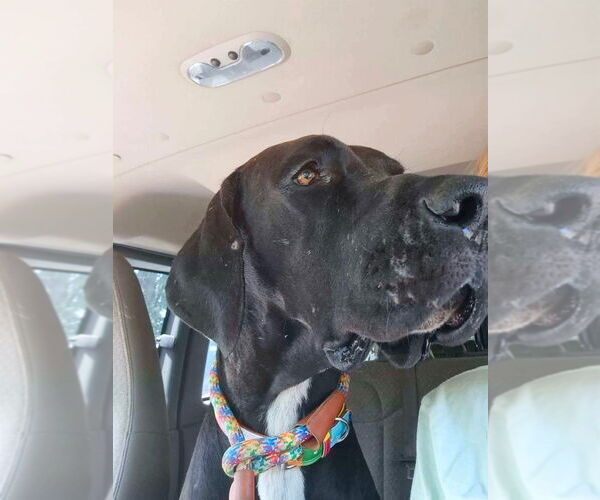 Medium Photo #15 Great Dane Puppy For Sale in Bullard, TX, USA