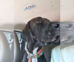Small #14 Great Dane