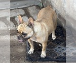 Image preview for Ad Listing. Nickname: Missy
