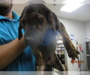 Mutt Dogs for adoption in Oklahoma City, OK, USA