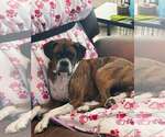 Small #2 Boxer