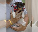 Small #1 Rat Terrier