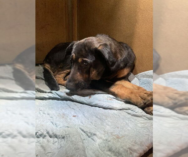 Medium Photo #1 Shepweiller Puppy For Sale in Downey, CA, USA