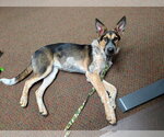 Small #1 Mutt